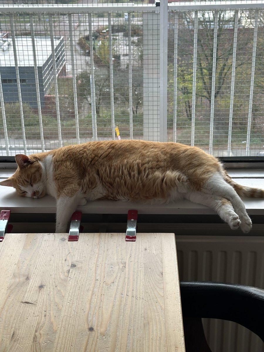 VentjeJoris's tweet image. Yesss!!! Heerlukjes. Se👱 hep hete ding an dus MijnBousy😻 erboven in vensterbank!