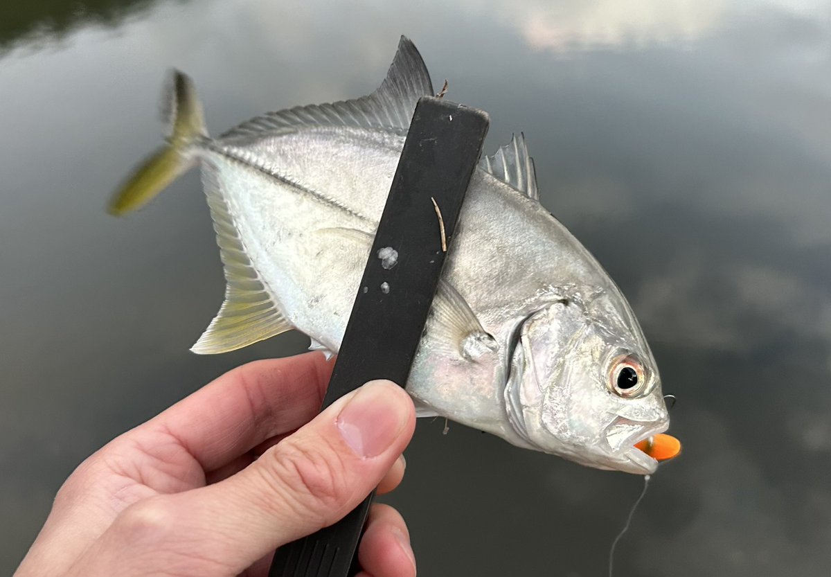 celsuper2's tweet image. 今年3回目の伊豆メッキでした

前半釣れな過ぎて焦ったけど夕方群れが入ってくれて助かった〜