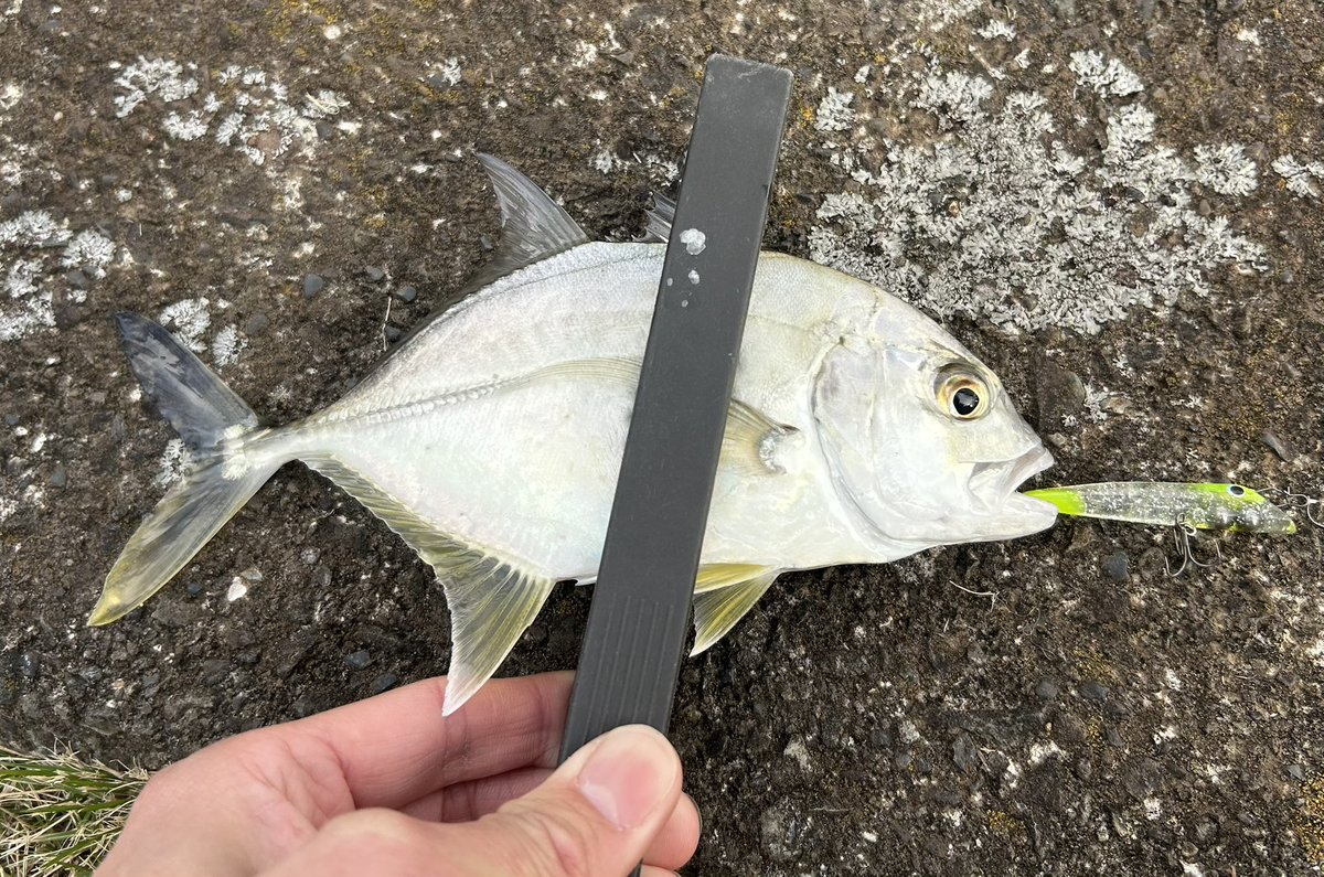 celsuper2's tweet image. 今年3回目の伊豆メッキでした

前半釣れな過ぎて焦ったけど夕方群れが入ってくれて助かった〜