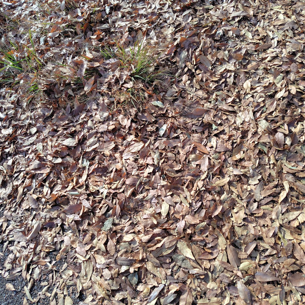 tomumaruchan2's tweet image. 落ち葉🍂
踏み踏み👟👟してたら
🐕️ちゃんが近付いてきて
落ち葉🍂を鼻息でフガフガ〜
って吹き飛ばしてました😂

のんびりした休日でした☺️