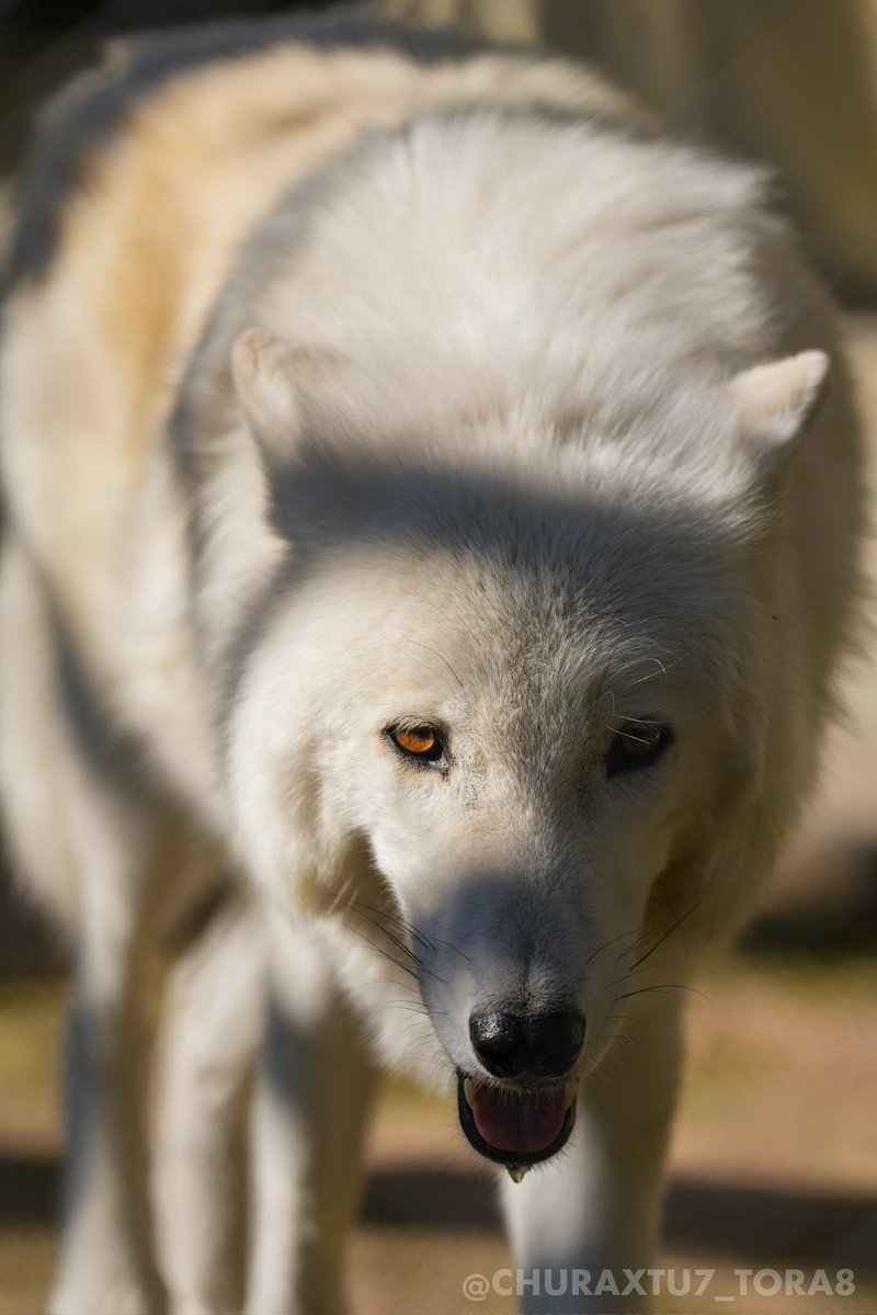 CHURAXTU7_TORA8's tweet image. リン🐺
📷2025年11月
#東山動植物園　#シンリンオオカミ