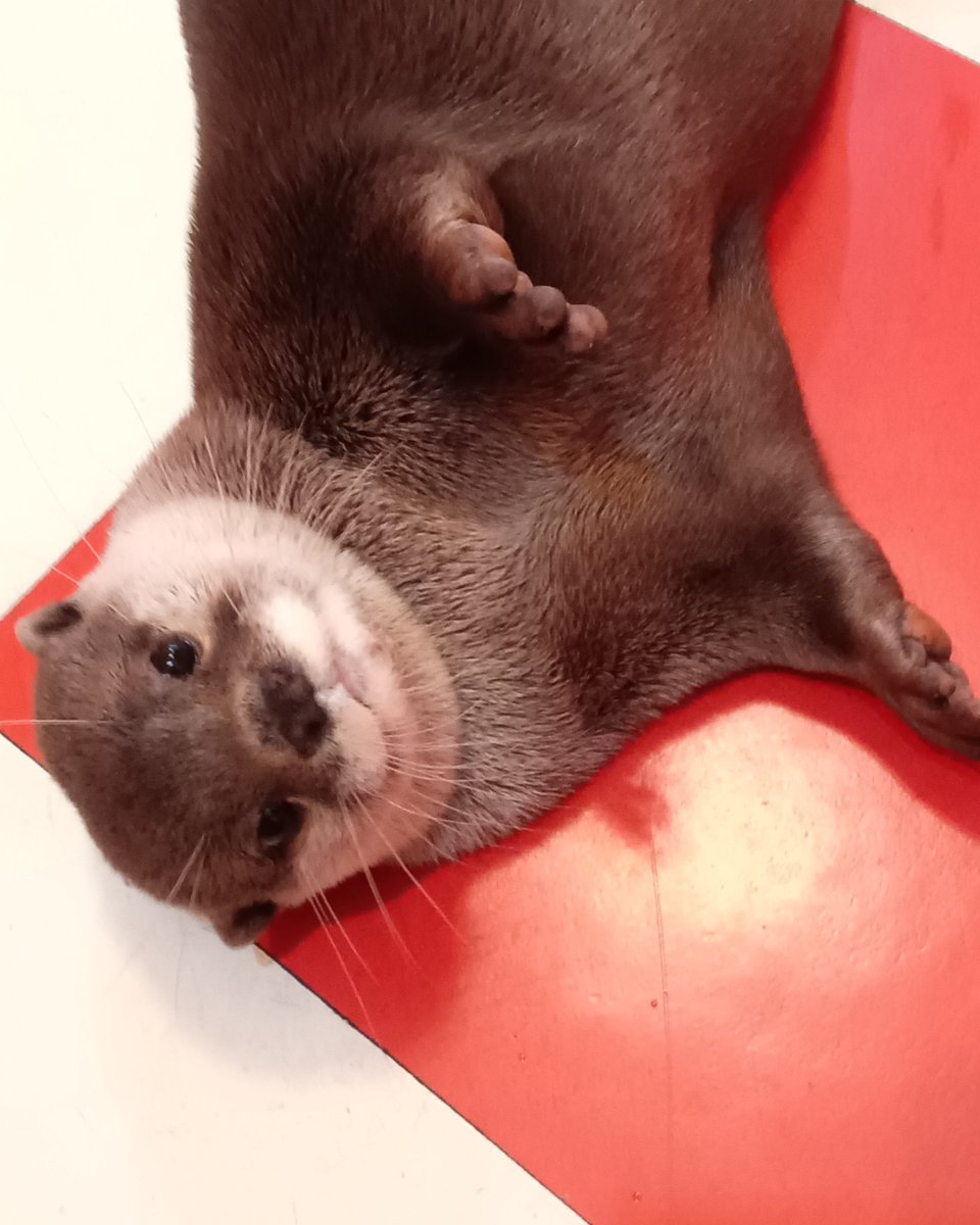 かわうそ 5枚 かわうそ・・・