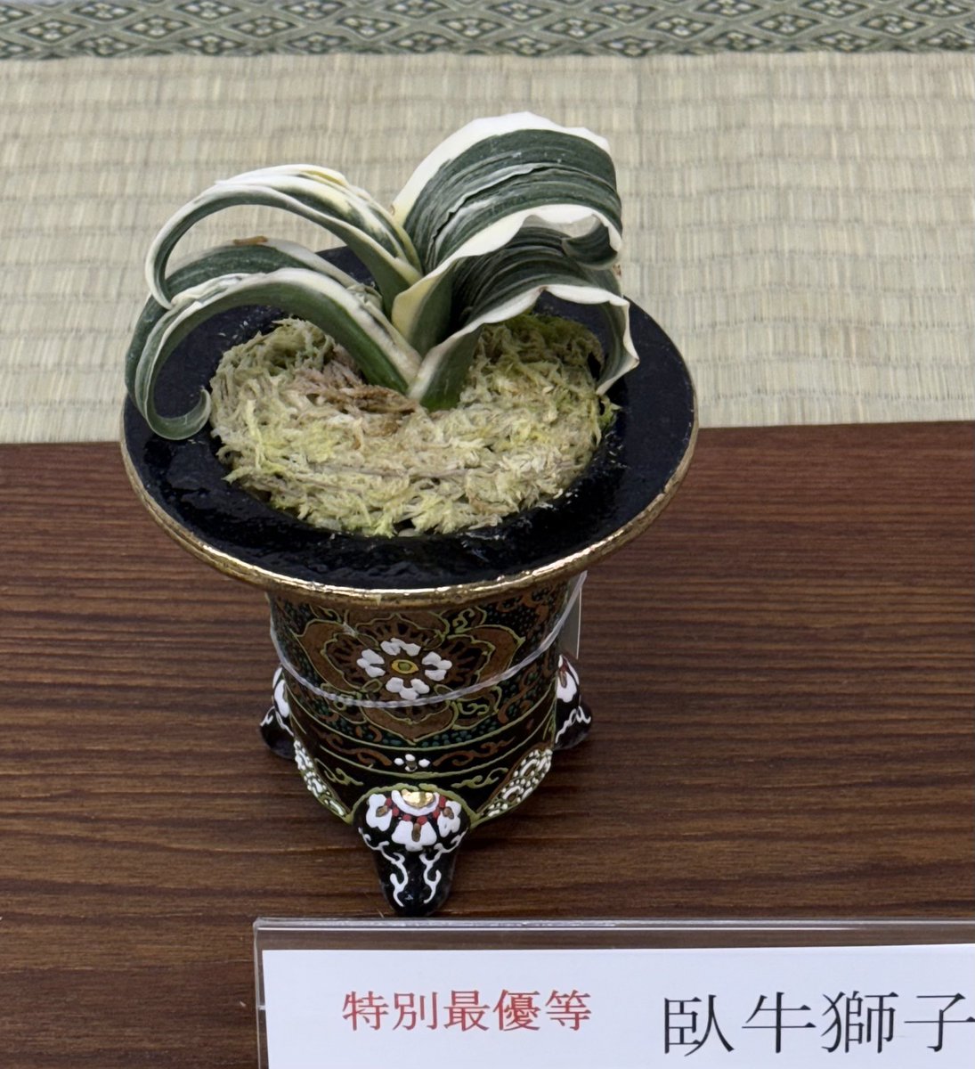 タロ (@z0dJqsUjYRGpzMZ) / Posts / X