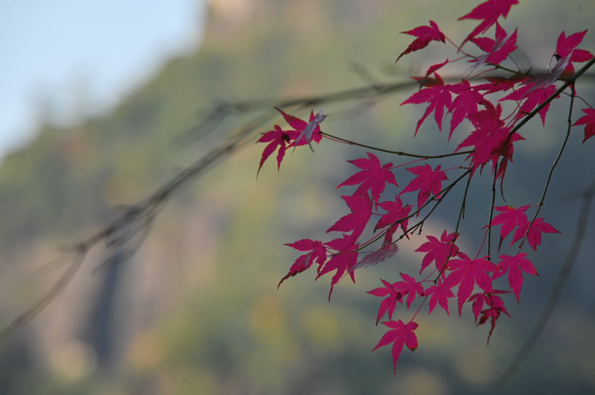 CyPm4f's tweet image. #写真好きな人と繋がりたい
鹿川渓谷その②
と、途中の岩山🏔️