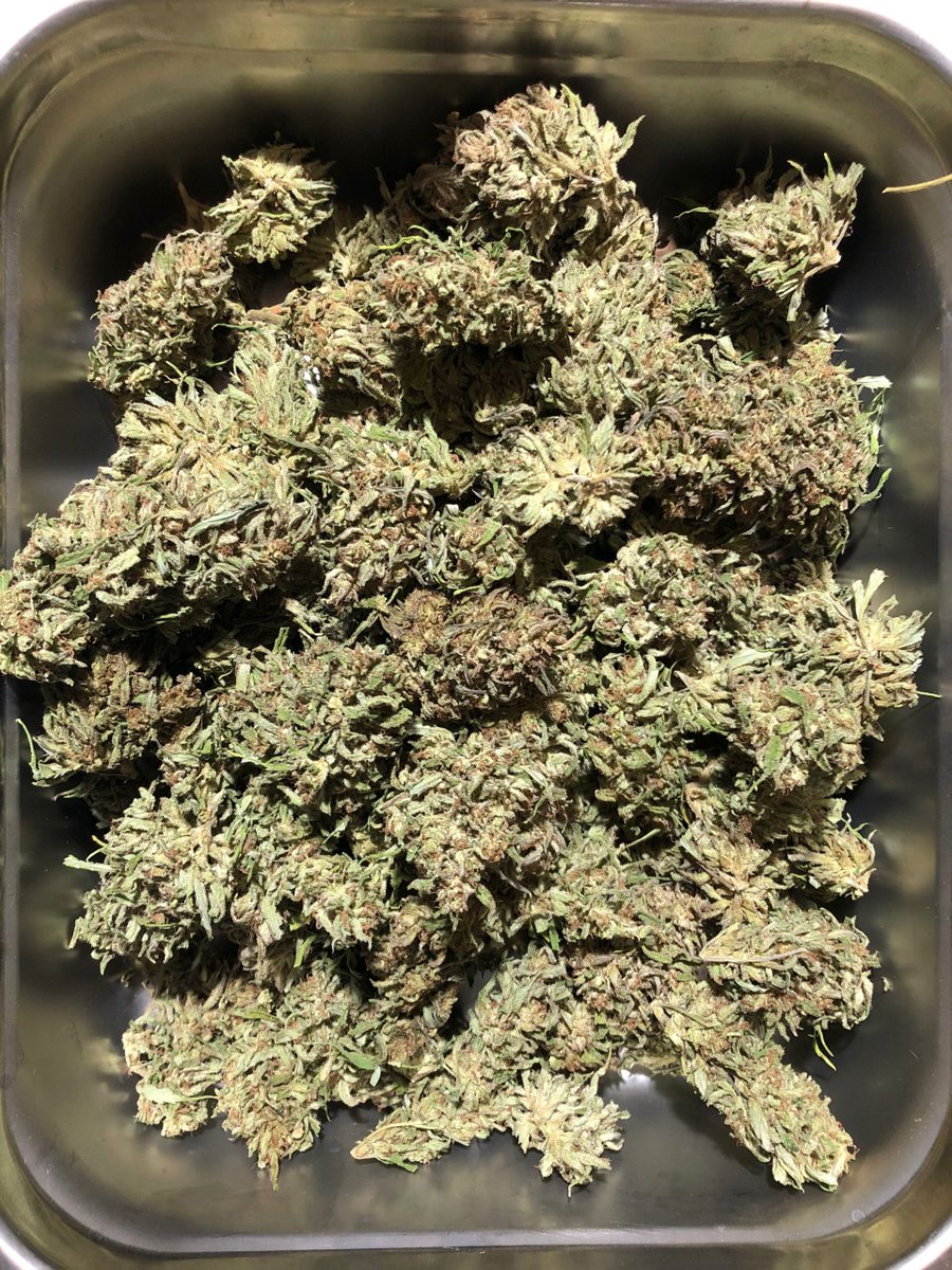 CANNABIS SMELL GETS SCIENCE-BACKED VOCAB - AND IT’S NOT JUST “SKUNKY”

Researchers have developed a standardized aroma language for cannabis and hemp - finally giving consumers a way to talk about smell beyond “strong” and “weird.”

The new lexicon includes 25 scent terms, from