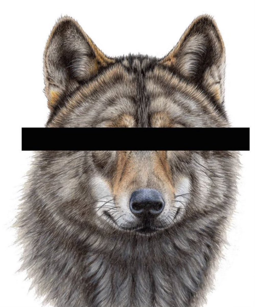 Red het leven van Bram en Hubertus, de wolven die door <a href="/ProvUtrecht/">Provincie Utrecht</a> en <a href="/provgelderland/">Provincie Gelderland</a> onschuldig veroordeeld  zijn tot de doodstraf. Help! Steun wolvenfonds.nl om ze de best mogelijke verdediging te gunnen 🐺📯⚖️ <a href="/RechtspraakNL/">Rechtspraak</a>