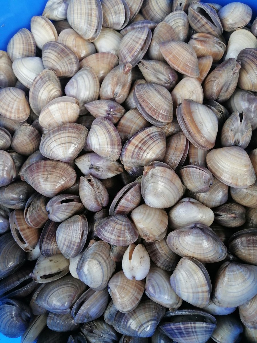 Albreki129's tweet image. أنا شاب عماني محتاج وقفتكم ودعمكم مسرح من العمل ومعيل أسرة وعلى ديون ومطلبات ماليه وانا الله يعلم بحالتي إنسان اترزق الله أبيع دوك علبه بريال ونص والله علشان أوفر لقمة العيشة لأسرتي يشهد الله ظروفي الماديه صعبه من يريد يشتري دوك يتفضل الخاص #نماء_لتوزيع_الكهرباء
#حادثه_العامرات