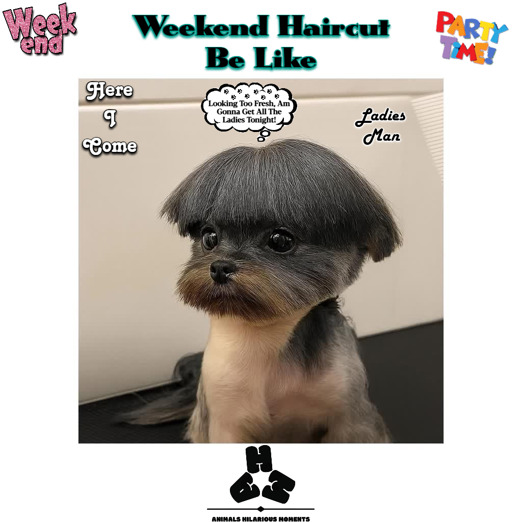 AHMBrand213's tweet photo. Weekend Haircut Be Like

#dogs #weekend #vibes #haircut #fresh #ladies #trending #following #viral #fyp #worldwide #AHMBrand https://t.co/IDqslz2q69