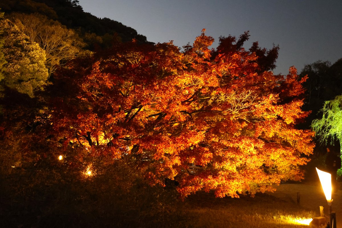 ritsuringarden's tweet image. 本日のライトアップの風景です。