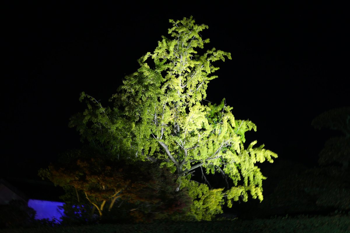 ritsuringarden's tweet image. 本日のライトアップの風景です。