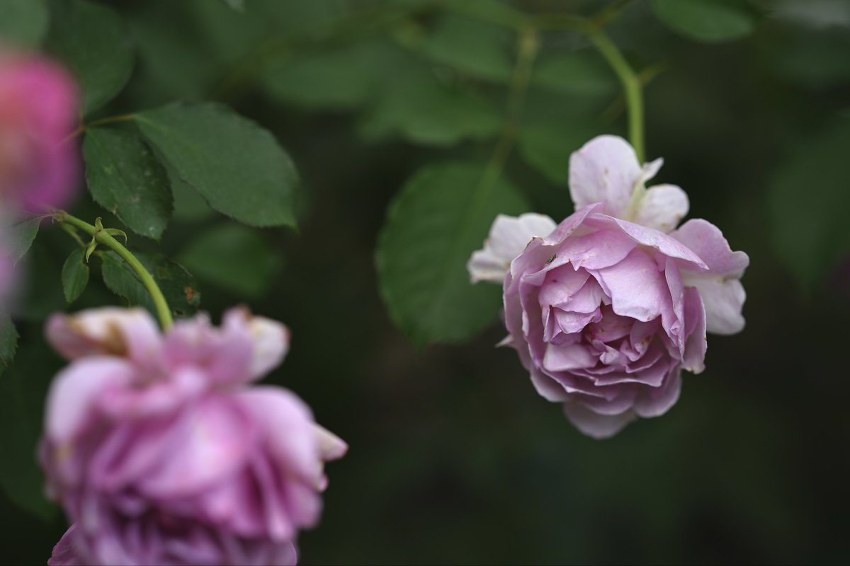 📸kazumi (@zf1118kazumi) / Posts / X