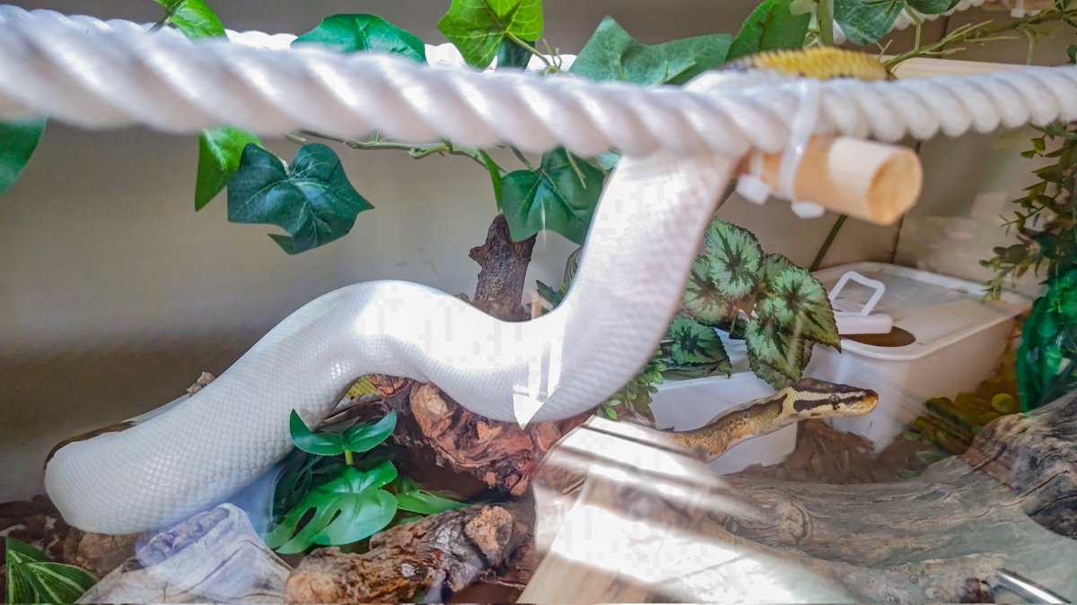 Olympian_Snakes's tweet image. Chilling noodles.

#BrazilianRainbowBoa
#BallPython
#AfricanFileSnake