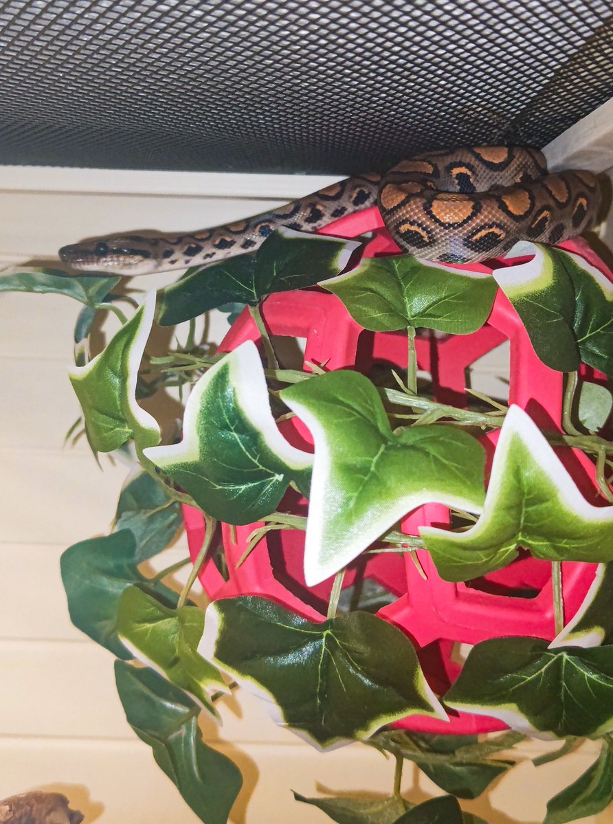 Olympian_Snakes's tweet image. Chilling noodles.

#BrazilianRainbowBoa
#BallPython
#AfricanFileSnake