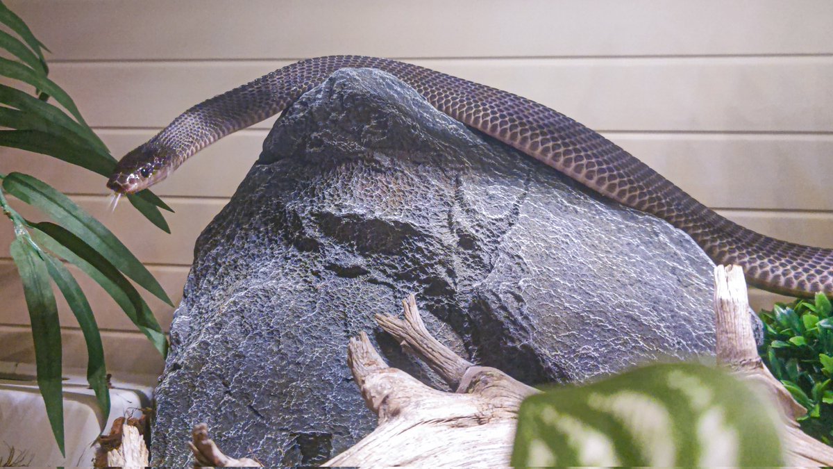 Olympian_Snakes's tweet image. Chilling noodles.

#BrazilianRainbowBoa
#BallPython
#AfricanFileSnake