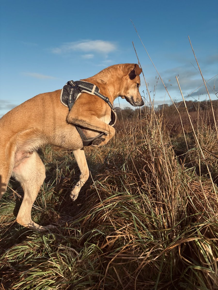 adventuredogco2's tweet image. 