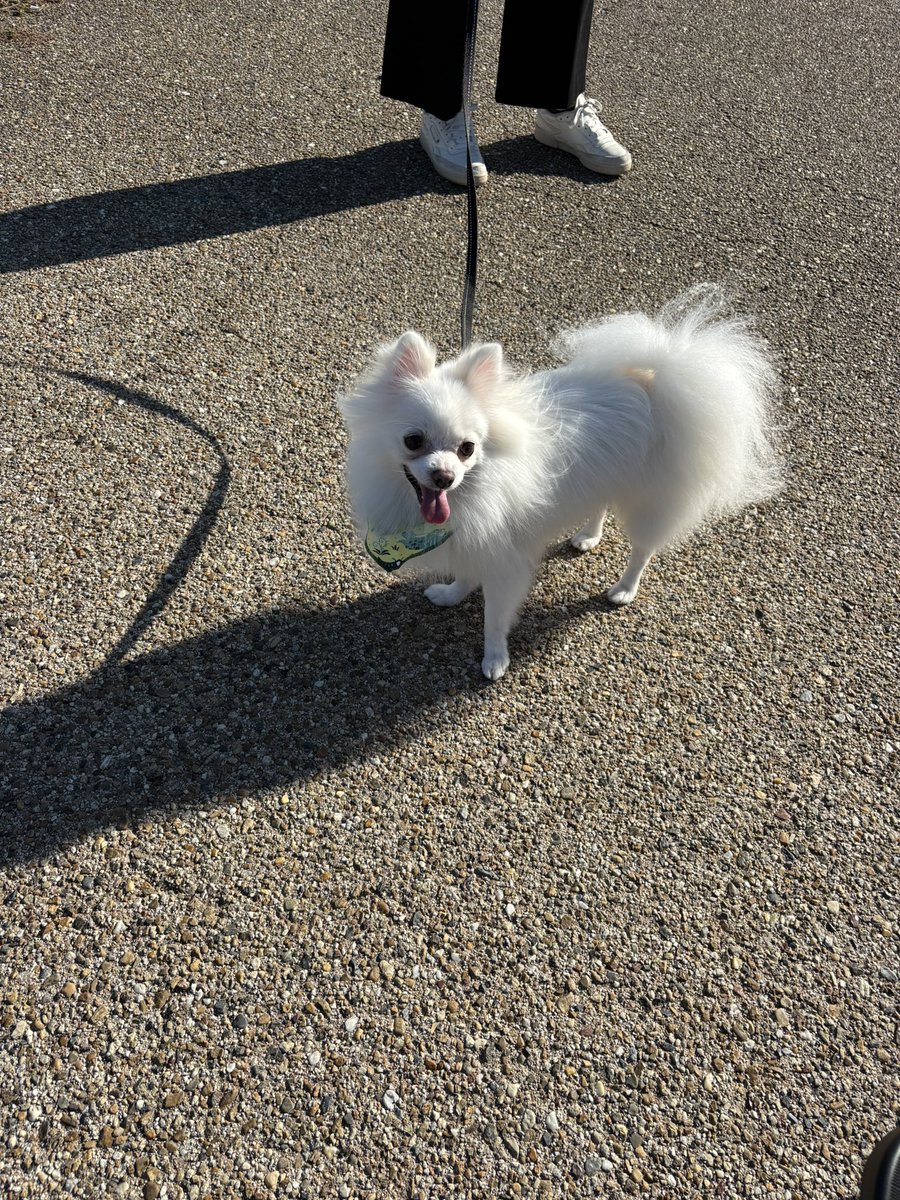 mokoubuchi's tweet image. 今日もお疲れ様！！
いつもの場所でトリミングです✨
本日の写真だよ🍀

その後はお出かけ！！
パパついて来てるかなの写真☺️
#ポメラニアン