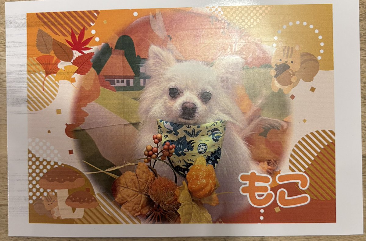 mokoubuchi's tweet image. 今日もお疲れ様！！
いつもの場所でトリミングです✨
本日の写真だよ🍀

その後はお出かけ！！
パパついて来てるかなの写真☺️
#ポメラニアン