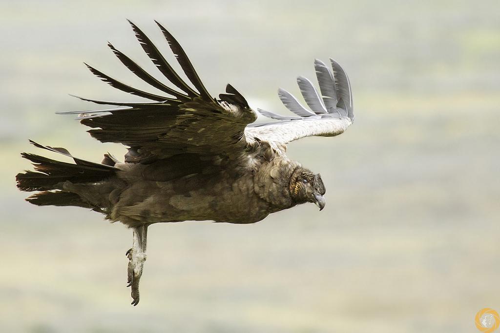 Rob_Bianconi's tweet photo. #Andean #Condor 🦅
A majestic giant, yet still Near Threatened.
Habitat loss, poisoning, and hunting put it at risk, but conservation efforts and awareness are keeping hope alive. 

👉 https://t.co/yc0Dx767Al https://t.co/YhzIvBqj0s