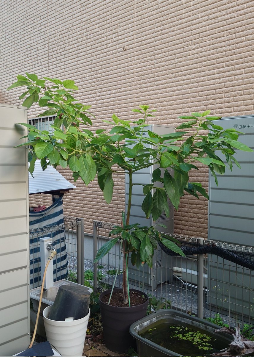 yasu1569's tweet image. 11/22のアボカド