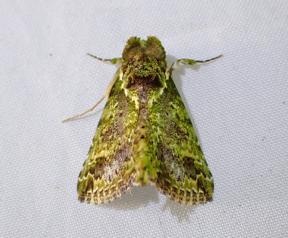 HuiSt's tweet image. A moth a day until I run out of them:

Notodontidae????