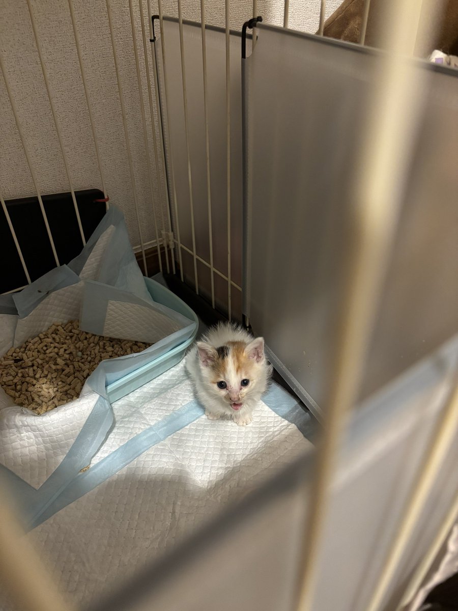 （8月VIP 15%off中） Inaです❣0702 Post by むー on X: いいよね