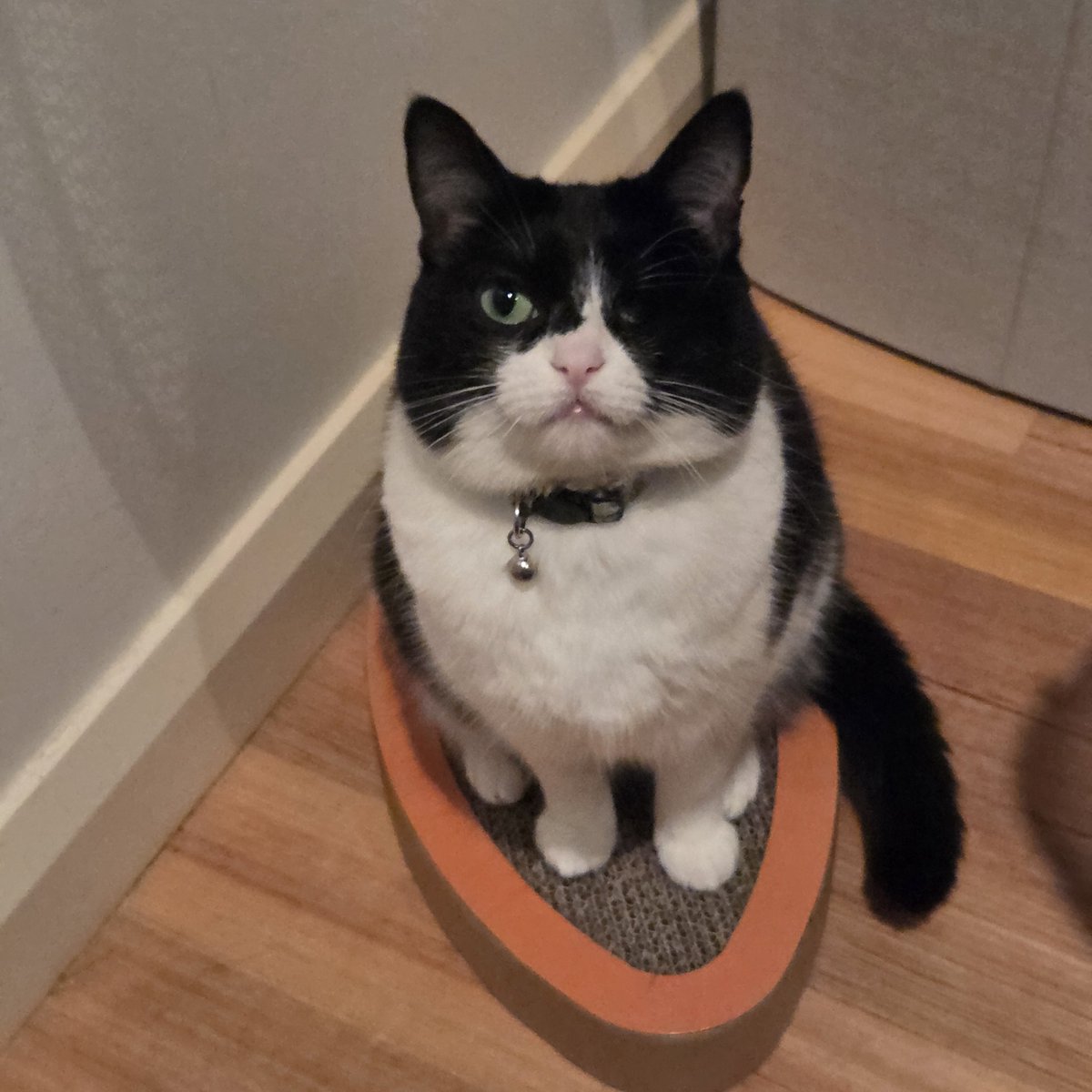 pickleisicky's tweet image. a carrot ah day... keep the pickle &apos;appy