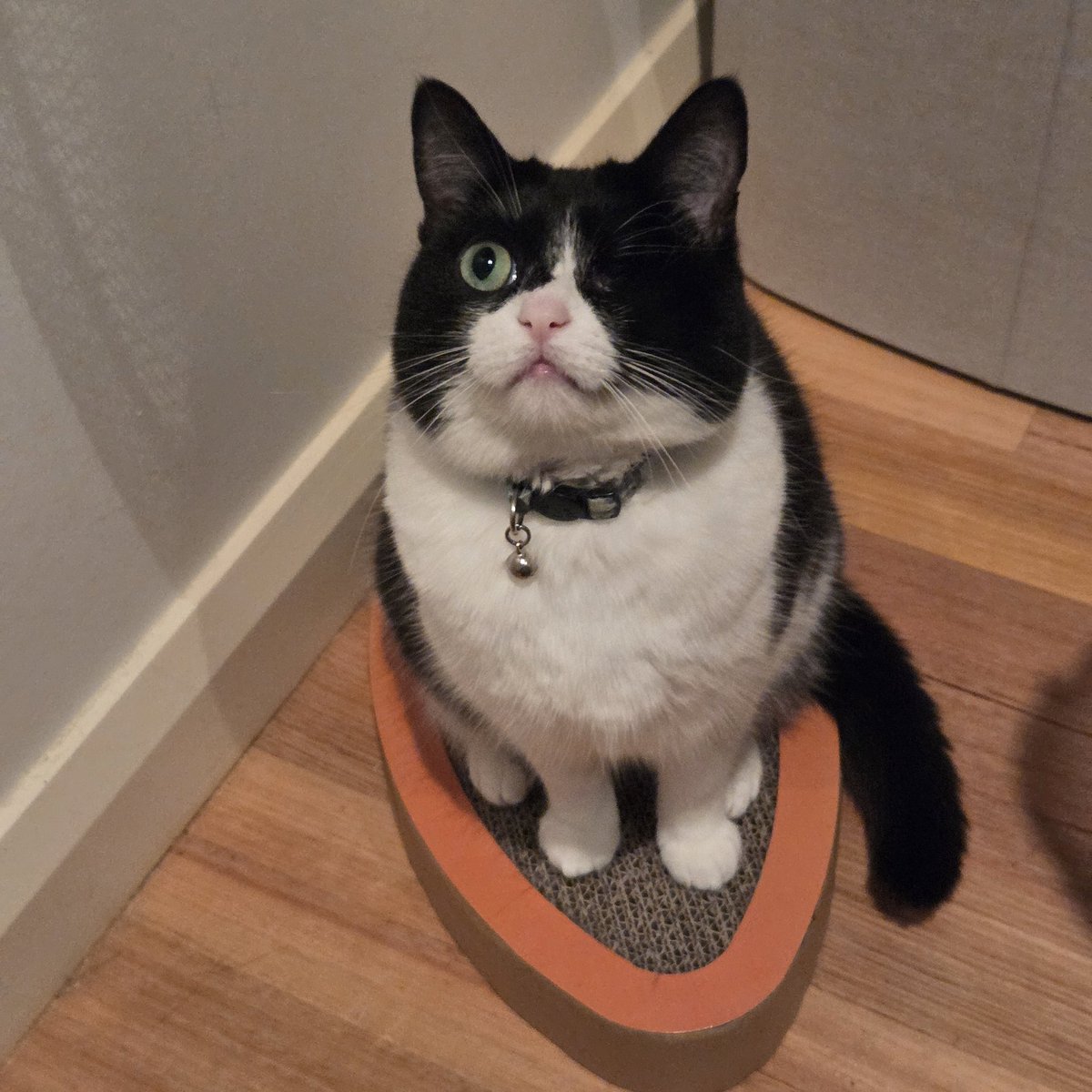 pickleisicky's tweet image. a carrot ah day... keep the pickle &apos;appy