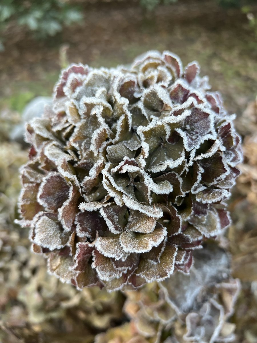 hon_joke's tweet image. Goedemorgen wens jullie een mooi weekend toe😘🤗brrr frisjes buiten 🌤️ vanochtend min 1.1❄️
Hortensia met rijp erop! 🩶🤍