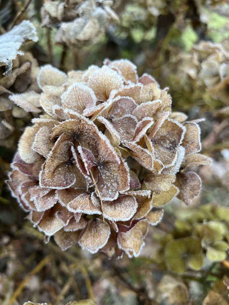hon_joke's tweet image. Goedemorgen wens jullie een mooi weekend toe😘🤗brrr frisjes buiten 🌤️ vanochtend min 1.1❄️
Hortensia met rijp erop! 🩶🤍