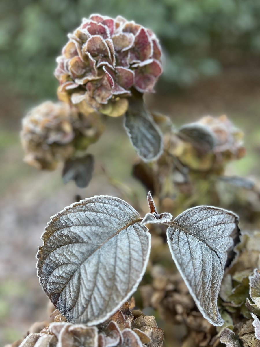 hon_joke's tweet image. Goedemorgen wens jullie een mooi weekend toe😘🤗brrr frisjes buiten 🌤️ vanochtend min 1.1❄️
Hortensia met rijp erop! 🩶🤍
