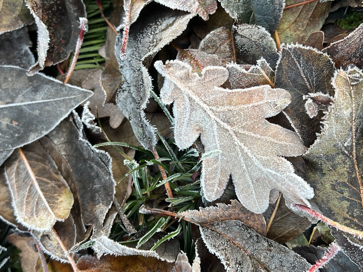 hon_joke's tweet image. Goedemorgen wens jullie een mooi weekend toe😘🤗brrr frisjes buiten 🌤️ vanochtend min 1.1❄️
Hortensia met rijp erop! 🩶🤍