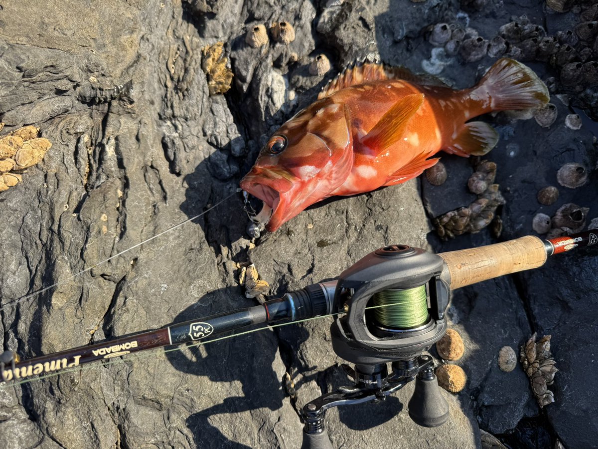 ピメアコ
#ポンバダ