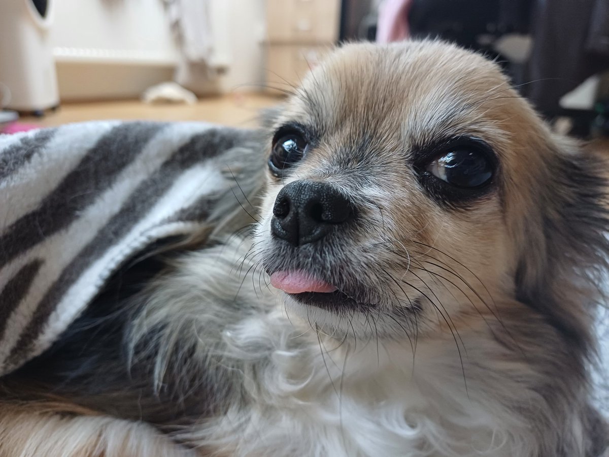 IcaChesshire's tweet image. Moxxi is the absolutely cutest creature in the whole universe 🥺✨ look at her little tongue 
Iza photobomb as a bonus