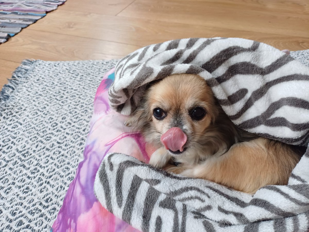 IcaChesshire's tweet image. Moxxi is the absolutely cutest creature in the whole universe 🥺✨ look at her little tongue 
Iza photobomb as a bonus