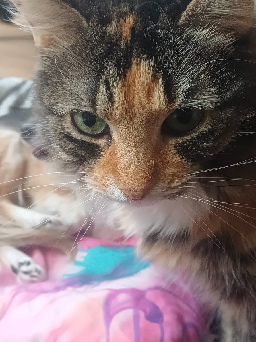 IcaChesshire's tweet image. Moxxi is the absolutely cutest creature in the whole universe 🥺✨ look at her little tongue 
Iza photobomb as a bonus