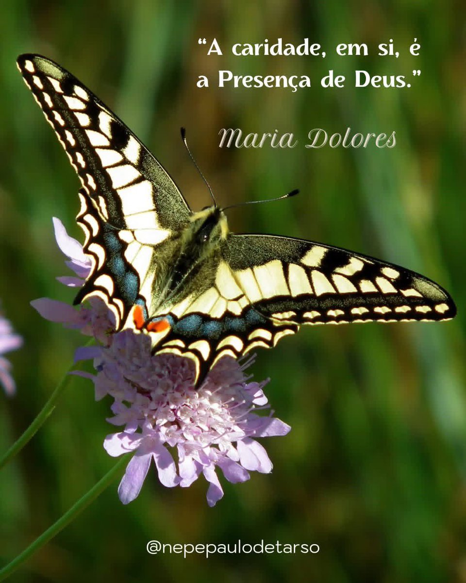 nepepaulo_tarso's tweet image. (Maria Dolores/Chico Xavier – Dádivas de Amor, cap. 18 )
“A caridade, em si, é a Presença de Deus.”