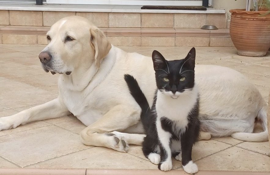 elinampounia's tweet image. O Ζορό σώθηκε από το δρόμο και αναζητά υιοθεσία καθώς η οικογένεια δεν μπορεί να τον κρατήσει λόγω ύπαρξης κι άλλων κατοικιδίων στο σπίτι. Είναι περίπου 2 ετών και θα δοθεί στειρωμένος κ εμβολιασμενος. Υιοθετήστε όπου κι αν είστε ❤️