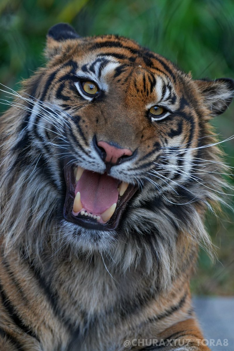 CHURAXTU7_TORA8's tweet image. にゃー🐯
#東山動植物園　#スマトラトラ　#アオ
📷2025年11月