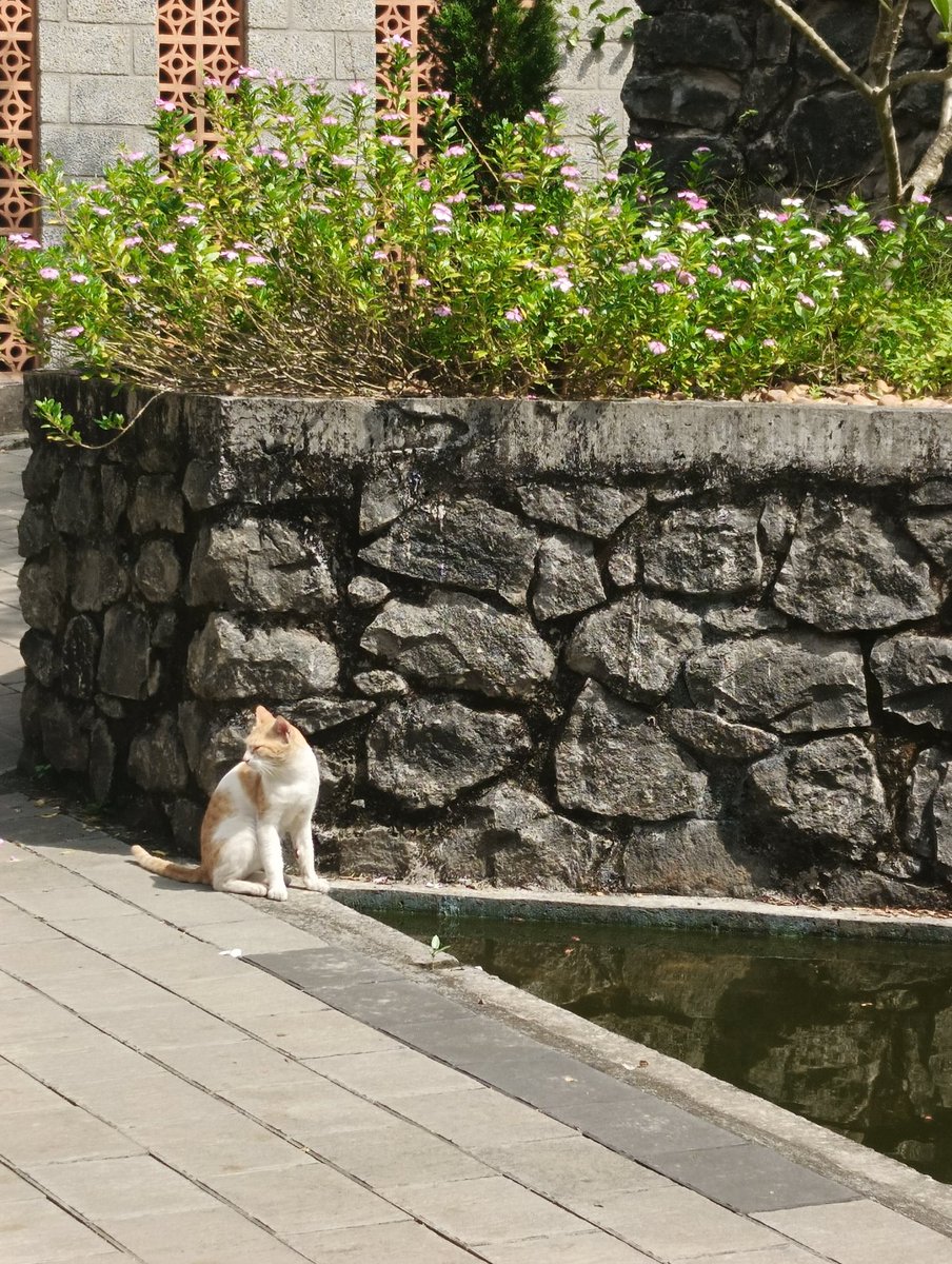 studyhala's tweet image. campus kitty #archivetwt