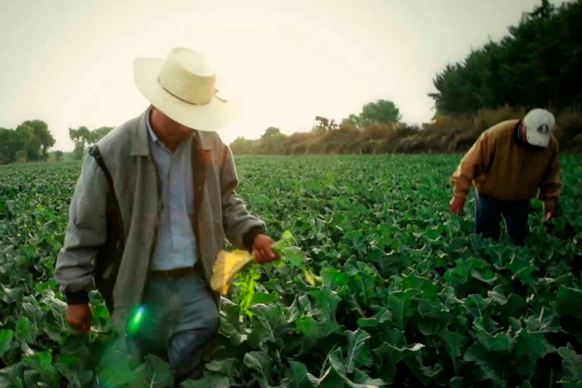 El Decreto Ley 80 dispone que el pensionado por edad, puede reincorporarse al trabajo como productor agropecuario, contribuye al Régimen Especial y tiene derecho al subsidio por enfermedad o accidente y, cuando decida cesar definitivamente en el, al incremento de su pensión.