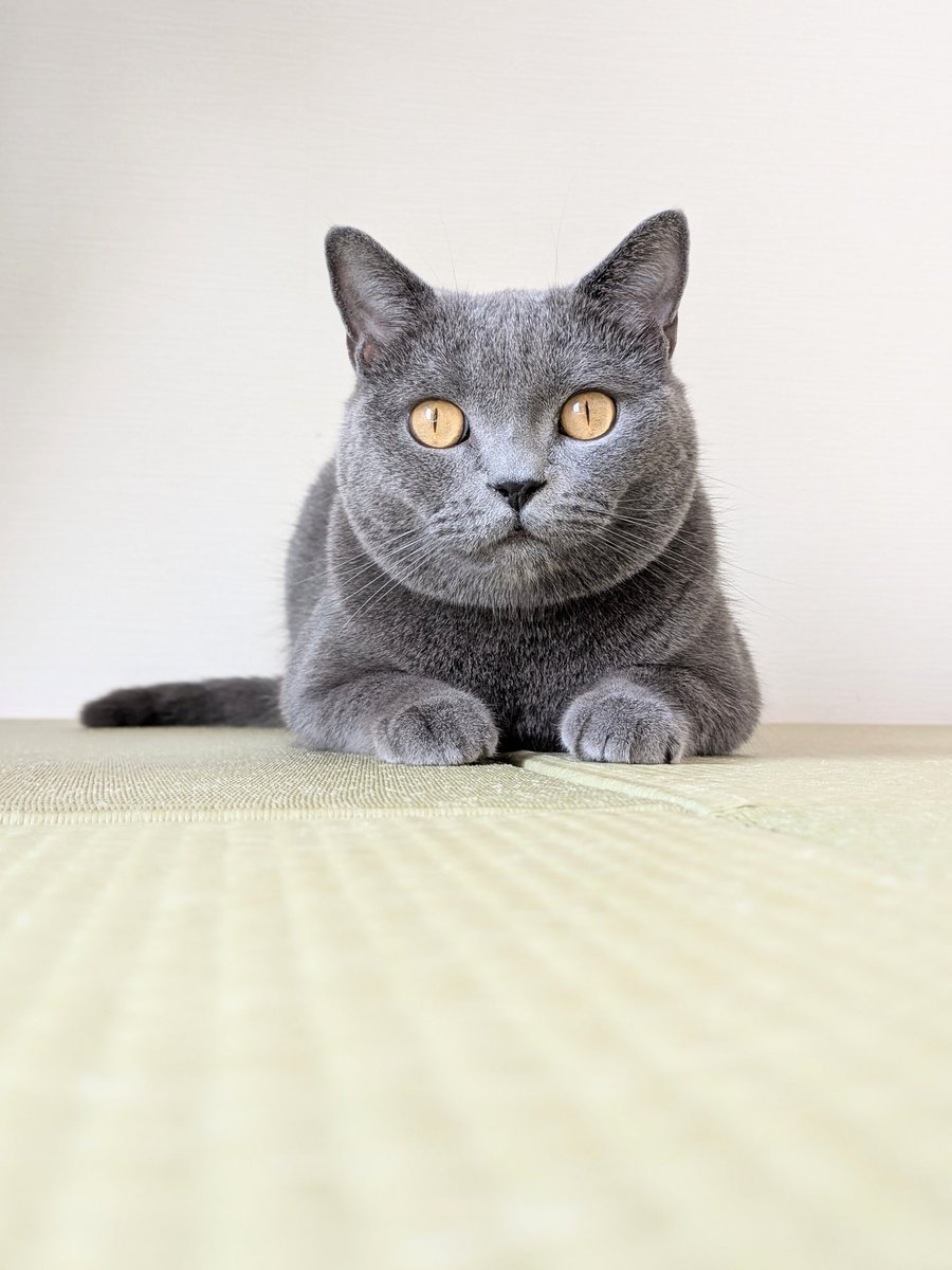 たぬを (@nekonotanukikun) / Posts / X