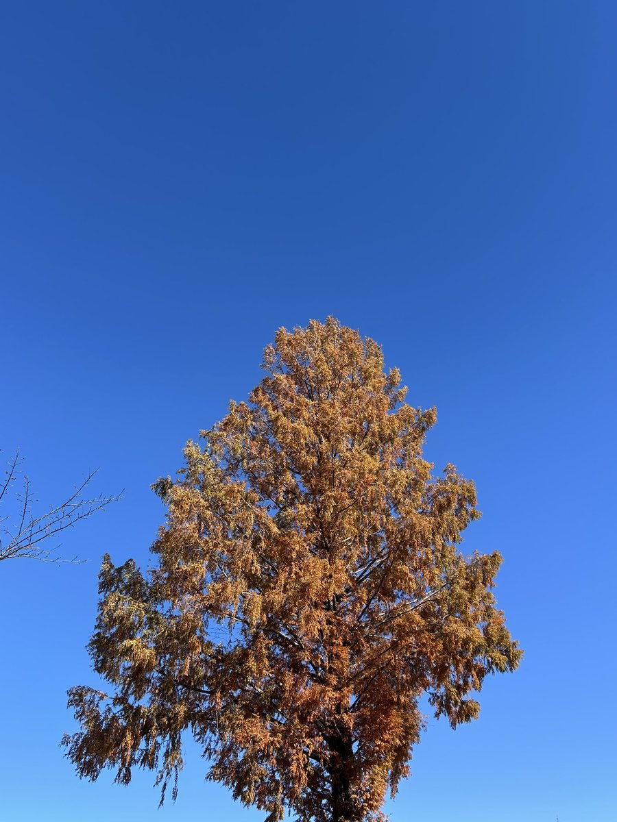 giantrogo's tweet image. 週末の公園散歩