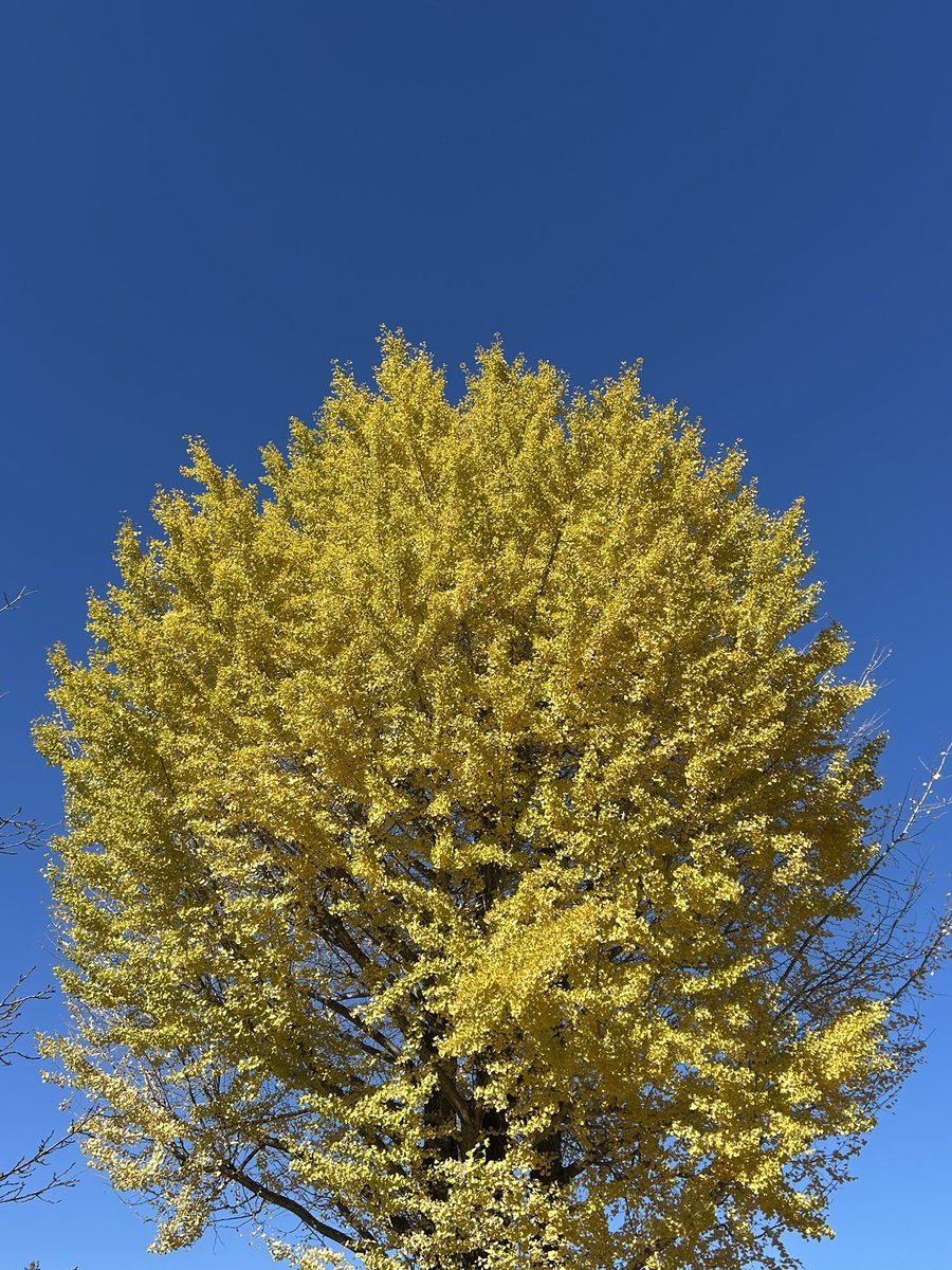 giantrogo's tweet image. 週末の公園散歩