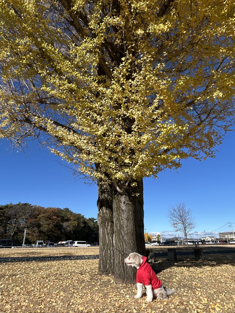 giantrogo's tweet image. 週末の公園散歩