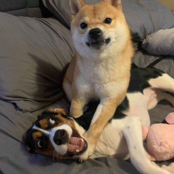 kalau ada yang nanyain umur, jawab udah di usia menginjak kepala orang