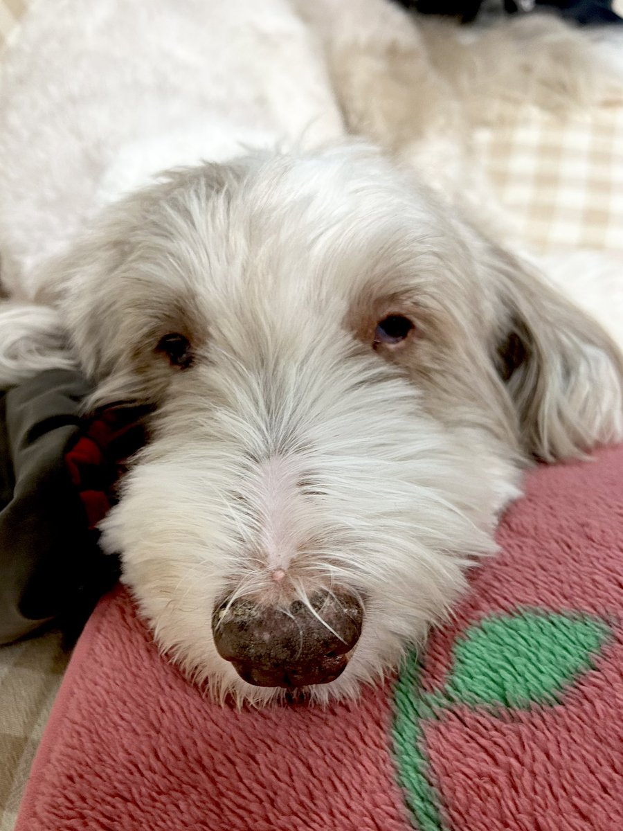 giantrogo's tweet image. 散歩のあとは休憩