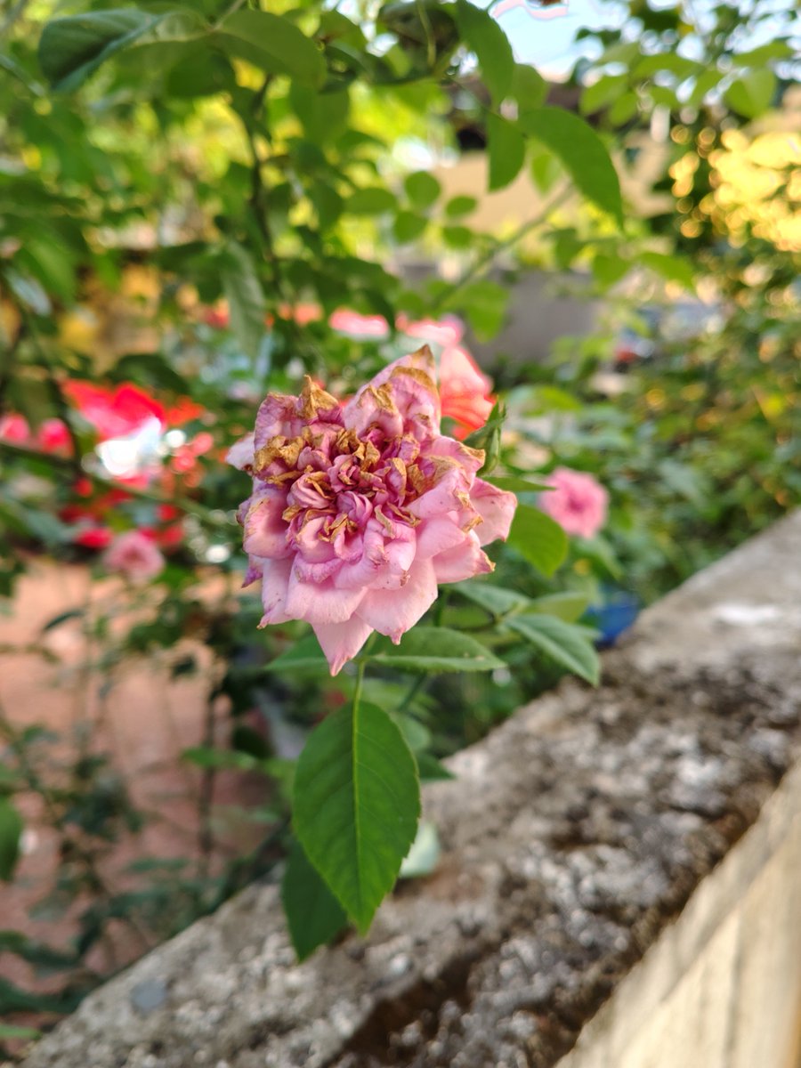 MrPerfectTech's tweet image. Let’s see who can guess the price range of the upcoming phone that captured these photos.