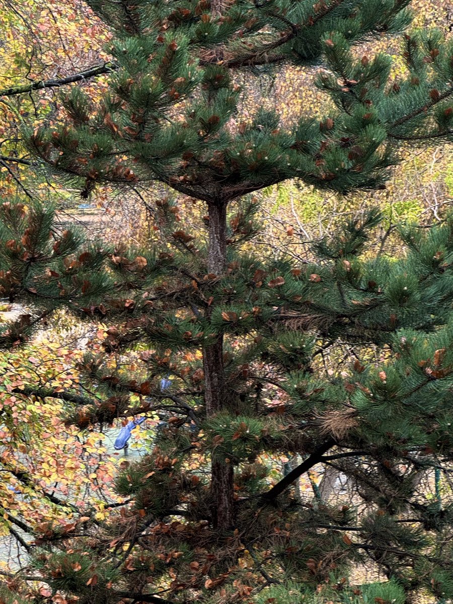 emephg's tweet image. les feuilles d'automne