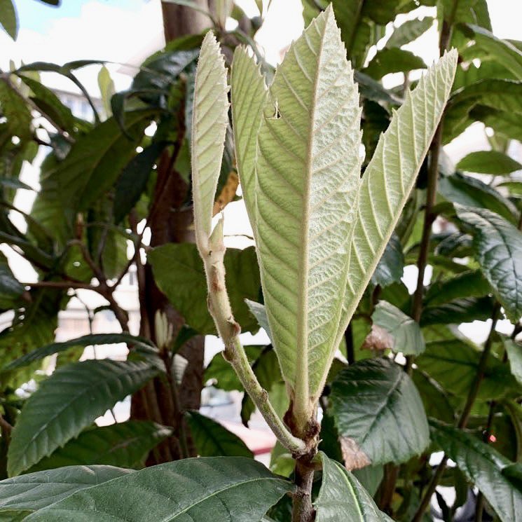 Yeni dünya, yani Eriobotrya japonica, yapraklarını dört mevsim üzerinde taşıyan her dem yeşil bir ağaçtır. Bu yüzden sonbaharda tamamen yaprak dökmez; sadece yaşlanan, güneş görmeyen ya da zarar gören yapraklar zaman içinde kendiliğinden kuruyup düşer. Bu durum ağacın doğal
