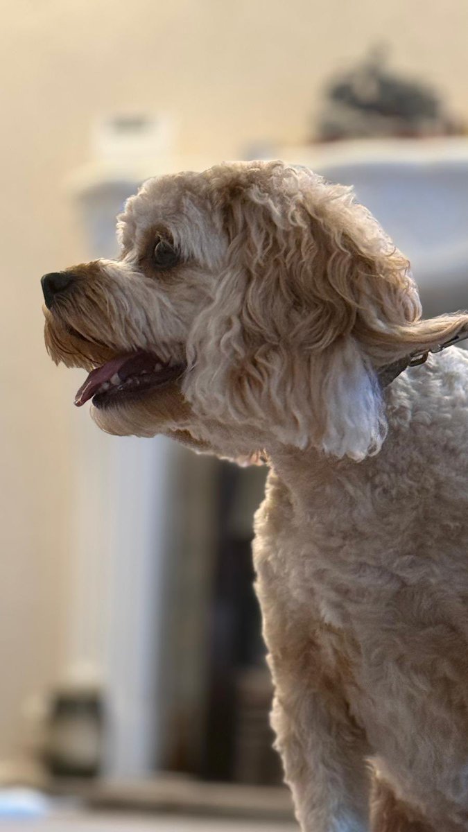 AJRAllModCons's tweet image. Some lovely views on my early morning walks this week.